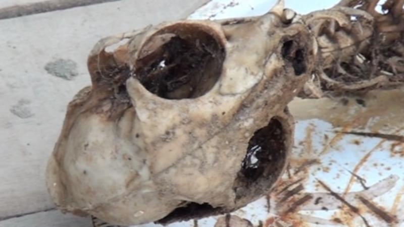 Evdən naməlum heyvanın skeleti tapıldı - Beyləqanda ŞOK OLAY (VİDEO)