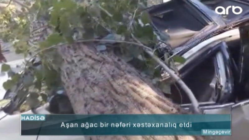 Güclü külək ağacı maşının üzərinə aşırdı: sürücü yaralandı