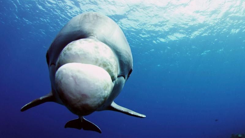 Delfinlər yeni növ narkotik istehsal edir - ŞOK İDDİA