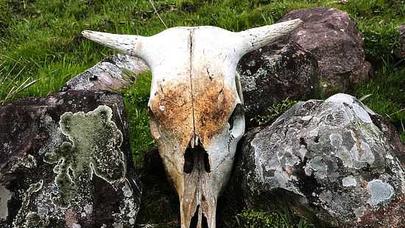 Yadplanetlilərlə bağlı tapıntının SİRRİ AÇILDI