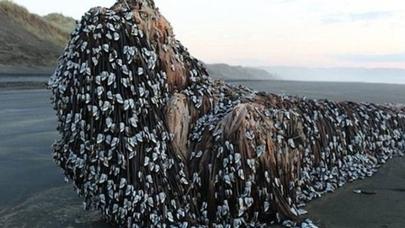 Okeanın dibindəki yadplanetlilər üzə çıxdı – ŞOK FOTO