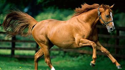 Qərb alimləri təsdiqlədi: bunu İLK DƏFƏ TÜRKLƏR EDİB