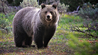 Ayı məktəbə girdi - VİDEO