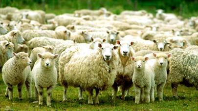 Qurban necə kəsilməlidir?