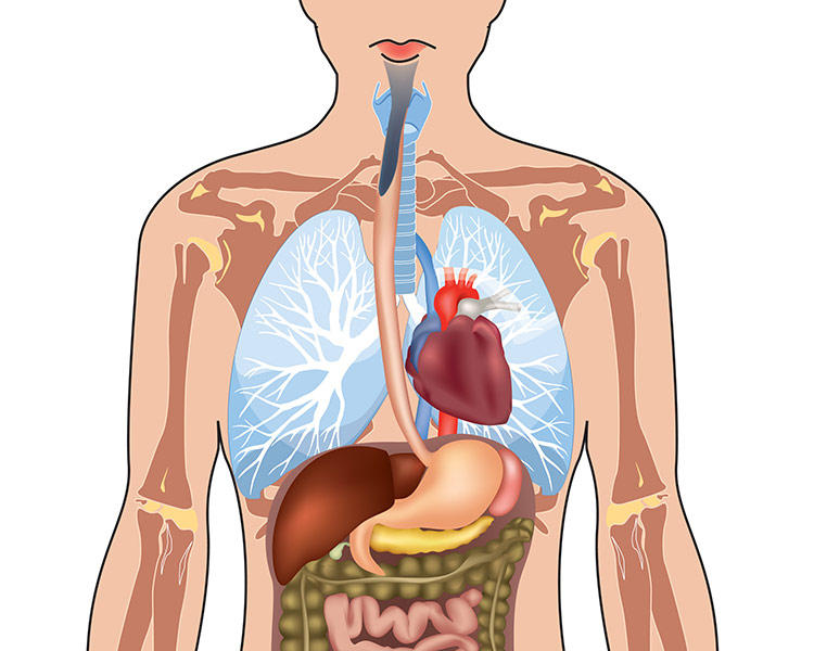 Анатомия человеческого тела. Что может быть у человека 3. Что может быть у человека 3. Органы человека. Что может быть у человека 3.