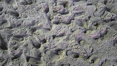 İnsanların əcdadı əslində meymunlar kimi gəzməyib - 4 milyon illik sirr çözüldü