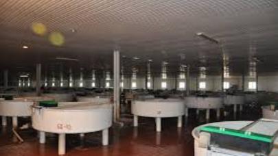 Azərbaycanda balıqartırma zavodu yenidən qurulur