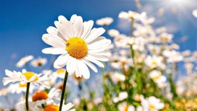 Göz ətrafı dəriyə çobanyastığı çayı