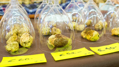 Qocalığın qarşısını alan KRAL GÖBƏLƏYİ