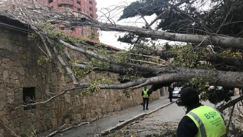 Bakıda külək 8 ağacı aşırdı - İki avtomobilə...