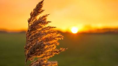 Bu şəxslər ilboyu xoşbəxt olacaq - VİDEO