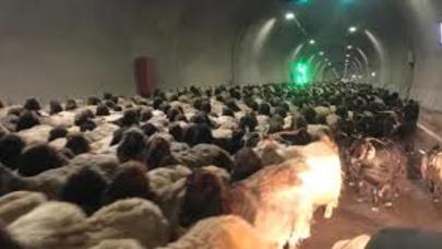 Minlərlə qoyun şəhər tunellərinə doluşdu - MARAQLI GÖRÜNTÜLƏR - /VİDEO