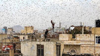Pakistan Azərbaycana gələn milyardlarla çəyirtkəni belə dayandırdı - VİDEO