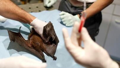 İnsanlar üçün faydalı olan zülal YARASALARDA TAPILDI