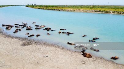 Kürün Xəzərlə qovuşduğu yerdən MARAQLI GÖRÜNTÜLƏR - FOTOREPORTAJ