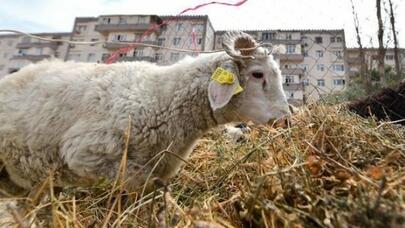 Karantin dövründə Qurban bayramı necə olacaq? - VİDEO