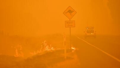 Müasir dünya tarixinin ən böyü fəlakətinin hesabatı - 3 milyard canlı zərər çəkib