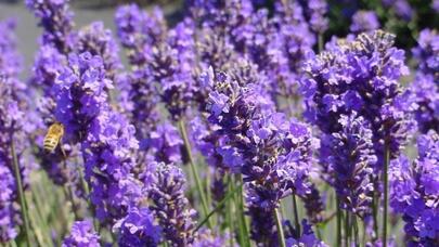 Xoş ətri ilə stresdən azad edən bitkilər