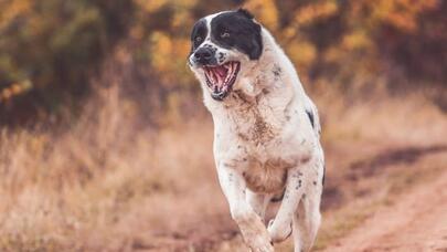 Alabay tanınmış androloqu parçaladı