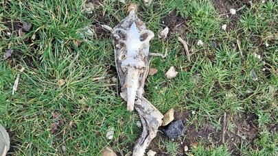 Çimərlikdə qeyri-adi skelet tapıldı: Yadplanetli, yoxsa... - FOTO