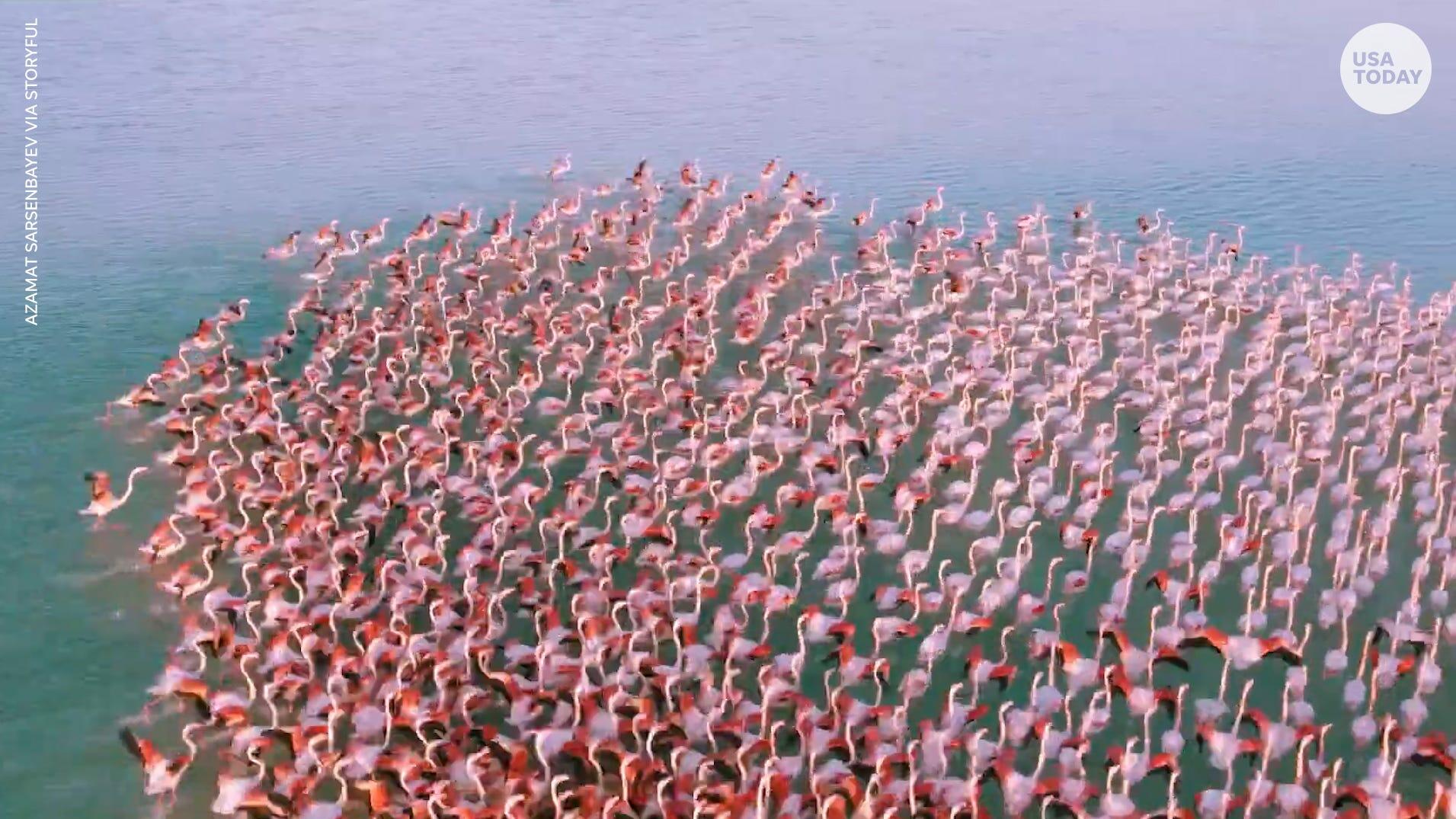 Qazaxıstanın Karakol gölündə minlərlə flaminqo göründü - VİDEO