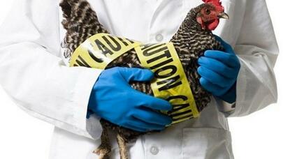 “H3N8” quş qripindən ilk ölüm faktı qeydə alındı