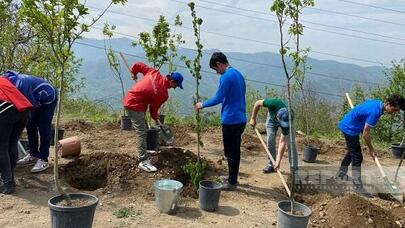 Ekofəallar Laçın-Xankəndi yolunda ağac əkdilər