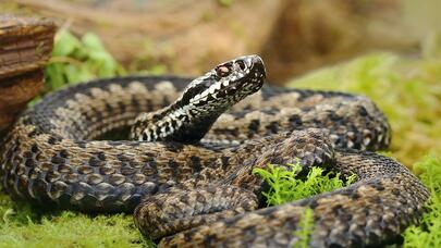 Bu qidalar olan evə ilan girər