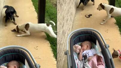 İtlər körpəni ilandan belə qorudu -  VİDEO 