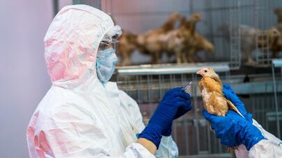 ÜST, FAO və ÜHST bu qripin təhlükəsi barədə xəbərdarlıq etdilər
