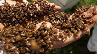 Bal arılarının acı taleyi: Onları daşıyan yük maşını aşdı - VİDEO 