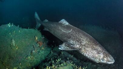 ŞOK ARAŞDIRMA: böyük yırtıcı daha böyük qohumunun ovuna çevrildi - FOTO