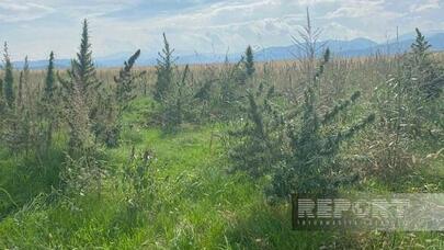 Xocalıda narkotik plantasiyası aşkarlandı - Foto