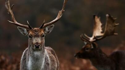 Daha bir bəla gəlir: Alimlərdən "asta gedən fəlakət"ə hazır olun xəbərdarlığı