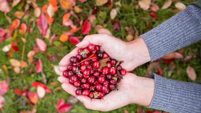 Soyuqdəymənin dərmanı: Quşüzümünün daha bir əvəzolunmaz xüsusiyyəti - FOTO
