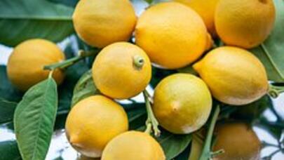 Evdar qadınlara unikal tövsiyə: Limonu krandan asın, nəticəsini də görün