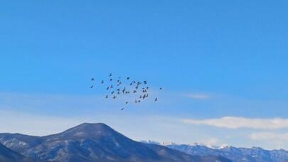 Azərbaycanda "quş qripi" var? -  Agentlikdən açıqlama
