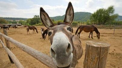 Uzunqulaq südü qızılcaya necə təsir edir? - VİDEO