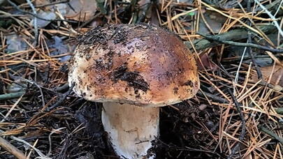 İki növ göbələk dəhşətli xəstəliyi MƏHV EDİR