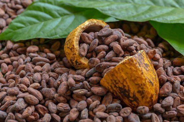 Tarixdə ilk dəfə kakao misdən baha satıldı