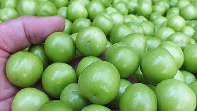 Azərbaycanda alça bağlarında dəhşətli xəstəlik yayıldı - Video