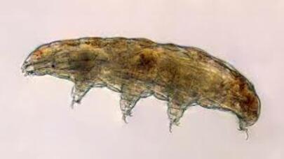 Alimlər qocalma prosesini ləngitməyin yolunu tapdılar