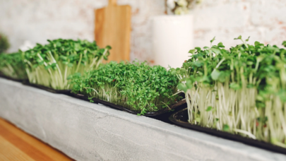 "Orqanizm üçün əsl mükafatdır" - Mütəxəssis göyərtinin möcüzəvi faydalarından danışdı