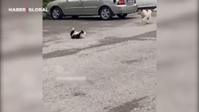 Yoldan keçən it dava edən pişikləri  belə ayırdı: Asayişi pozmayın - VİDEO