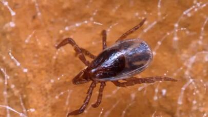 Gənələr bu qan qrupunu sevirlər – Diqqətli olun!