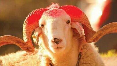 Qurban bayramı öncəsi salmonella bakteriyası XƏBƏRDARLIĞI