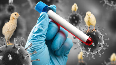 İlk dəfə insanda quş qripi aşkar edildi