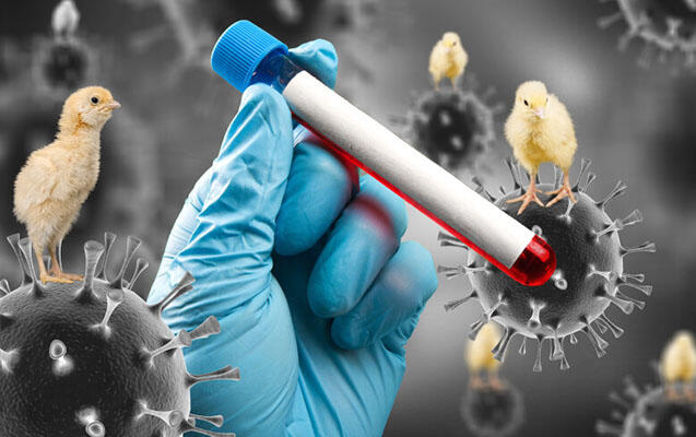 İlk dəfə insanda quş qripi aşkar edildi