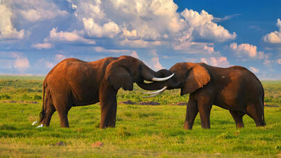 Fil sürüsü milyonçunun ov səfərinə SON QOYDU