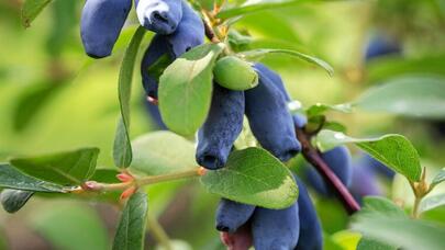 İyul ayında yeyə biləcəyiniz sağlamlığa ən faydalı meyvələr